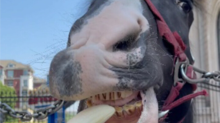 How will the horse choose between a banana and a carrot?