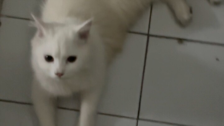 Smartcat