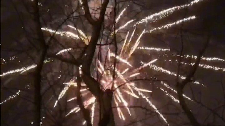 ฉันเคยคิดว่าต้นไม้ที่ตายแล้วสามารถออกดอกได้ 100 ครั้ง แต่มีเพียงครั้งที่ 101 เท่านั้นที่เราจะได้อยู่