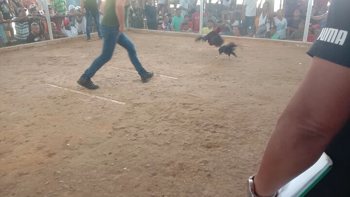 2nd fight 3cock derby