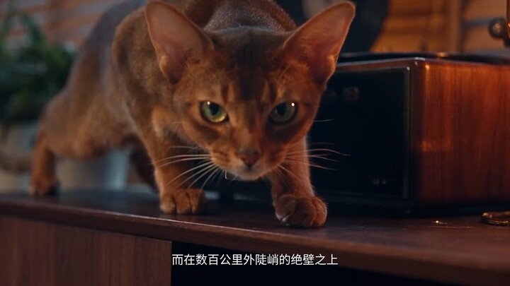 When the animal world starts making commercials…