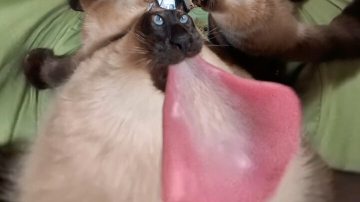 My cat is forbidding me from continuing to use my 360 camera.