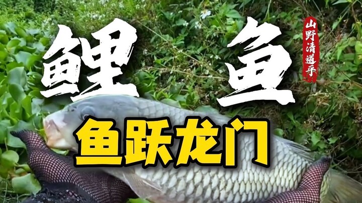 Is it true that the Egyptian catfish rumored to eat feces is really inedible? Let’s grab one and tas