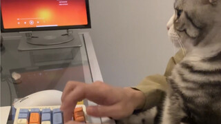 Kehidupan sebelum dan sesudah memelihara kucing.