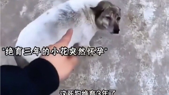 Many years later, the little mound of earth was overgrown with foxtails. As soon as you drew near, t