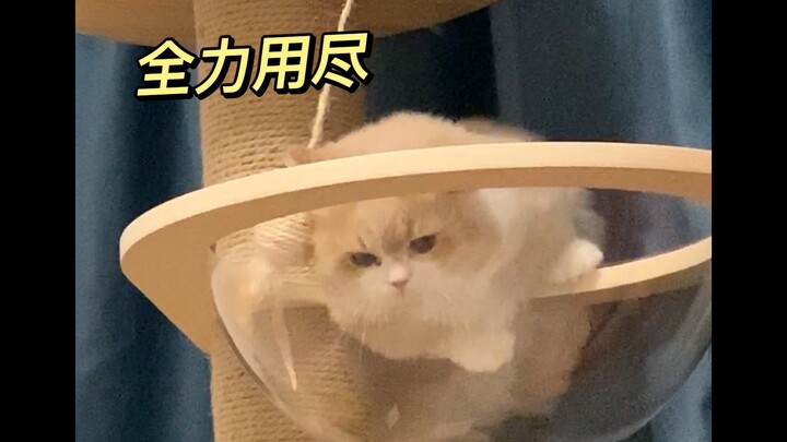 คุณคงนึกไม่ออกเลยว่า แมวขาสั้นจะทุ่มเทขนาดไหนเพื่อเล่นคอนโดแมว!