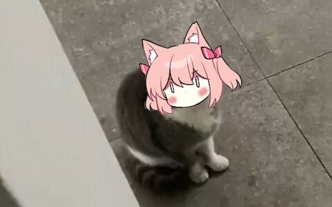 【Hiiro】Meow? Meow? Meow?