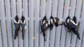 啥情况？一群喜鹊被卡在金属栅栏上