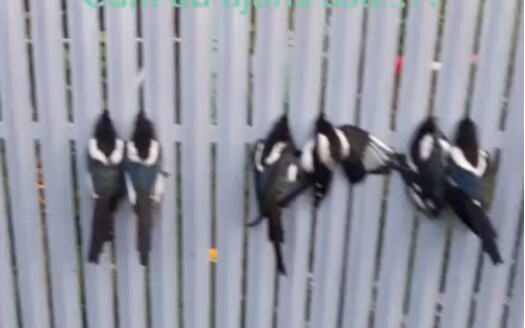 Ada apa ini? Sekelompok burung murai terjebak di pagar logam