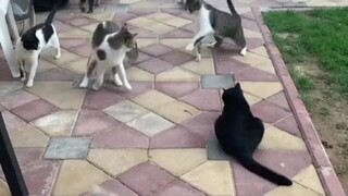 kucing lucu