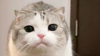 Thời tiết lạnh và chú mèo con bắt đầu cảm thấy mệt mỏi.