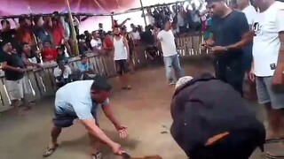 Pure Sbr Broodcock win at Roxas Palawan