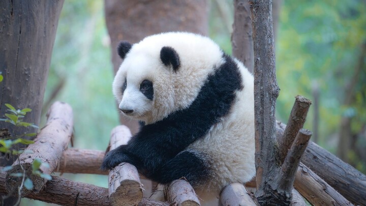 How does a panda climb up a tree?