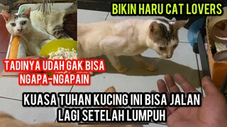 Masya Allah Dapat Mukzizat kucing Setruk Ini Akhirnya Bisa Jalan Lagi..!