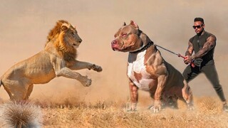 ⭐ TOP 10 Loài Chó "THIỆN CHIẾN" Nhất Thế Giới Đến Cả Sư Tử, Hổ, Báo Cũng Phải Kính Nể