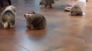 Anak-anak anjing itu punya kecepatan uniknya sendiri, melangkah kecil-kecil dan menggoyangkan pantat