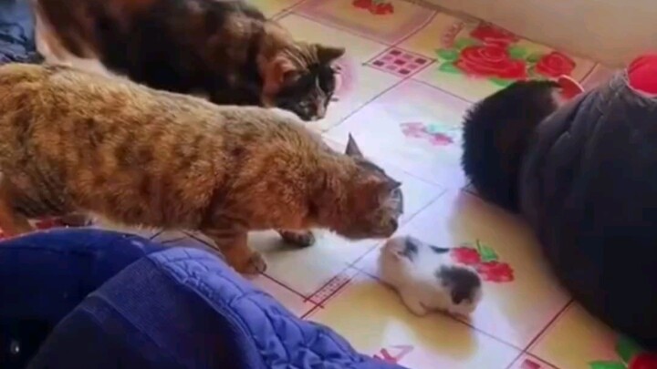 أبعدوا الهرّ الصغير جانبًا، وساعدت القطط الكبيرة الأخرى الأمَّ على حمله عائدًا إليها... يا لها من أم