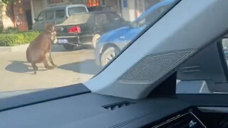 我要在你的车上写个惨字