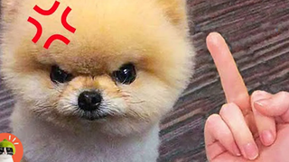 แมวและสุนัขที่สนุกที่สุด 🐱🐶 ตลกมาก😂😂 ปฏิกิริยาของสุนัข