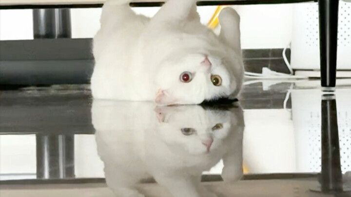 Còn gì trừu tượng hơn cả mèo bò sữa?