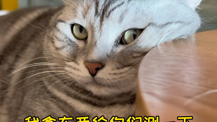 Does the cat always end up with a buzz cut just like its owner? No way!!! It’s all just a coincidenc
