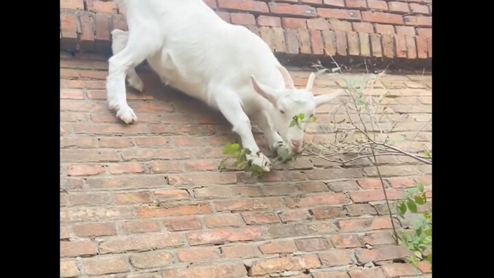 Goat: 90 degrees is a wall, 91 degrees is a slope