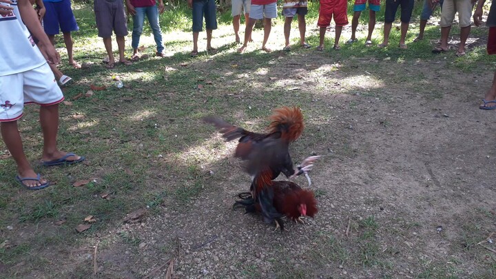 bunal nok