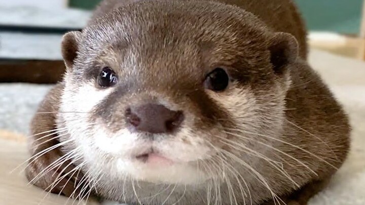 [Otter] Butt scratching alert! What do otters do in the morning? [Kotaro and Hana]