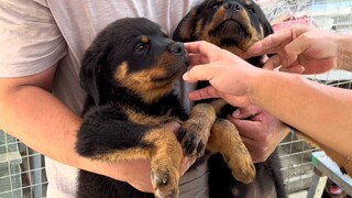 The police force has a new addition—recently, we picked one puppy from Black Panther's litter to be