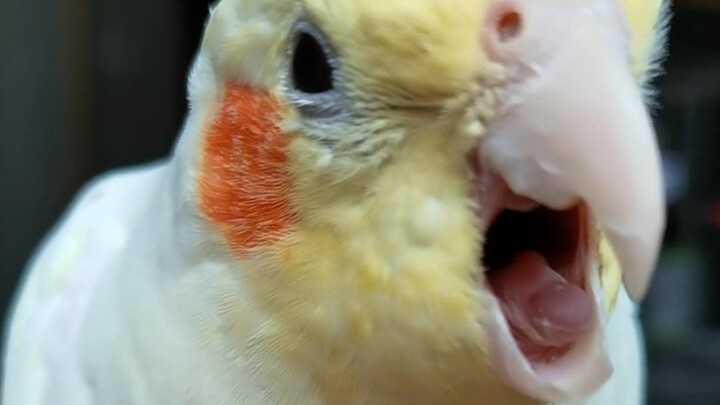 Cara cepat membuat seekor burung beo marah