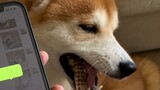 Tolong jangan mengubah suara anjing yang sedang makan menjadi teks! !