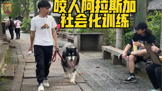 Taking the puppy to crowded places for socialization training—ultimately, the goal of the training i