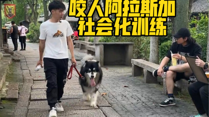 พาเมล็ดข้าวไปยังสถานที่ที่มีผู้คนพลุกพล่านเพื่อฝึกการเข้าสังคม การที่มันสามารถยอมรับคนแปลกหน้าได้ คื