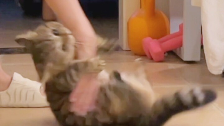 Gentle and adorable, never bites