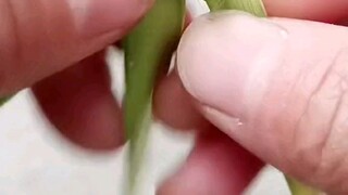 beautiful flowers