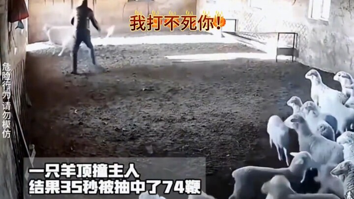 羊：六百六十六 开团没人跟