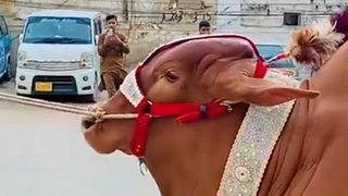 Beautiful Bull for Qurbani #short