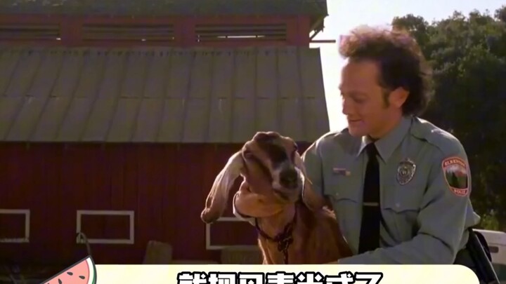 Denmark’s filter just shattered into pieces! #Denmark #Animals