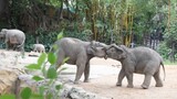 [Animals] Elephants' Cute Interaction 