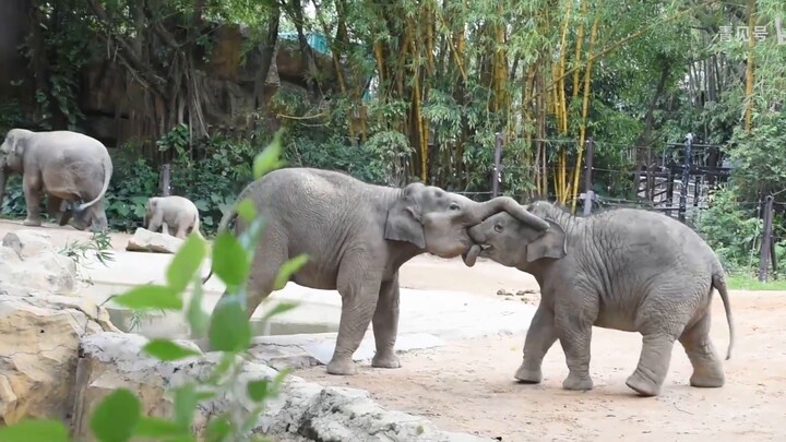 [Hewan] Interaksi Lucu Gajah