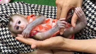 Cute Baby monkey Like Being hold and touched