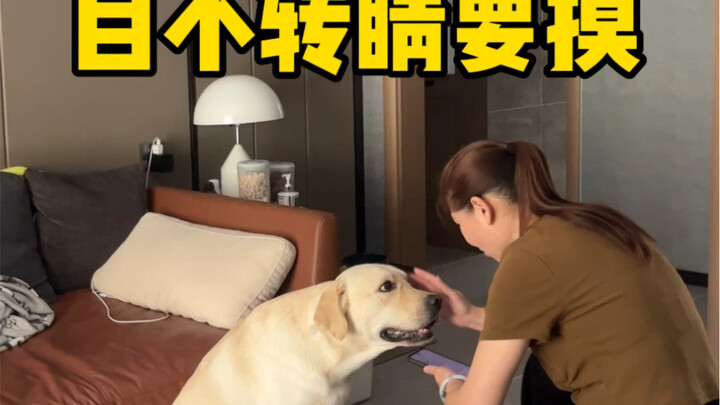 Khi mẹ tôi đến nhà, con chó của tôi lập tức trở thành chó của bà ấy...