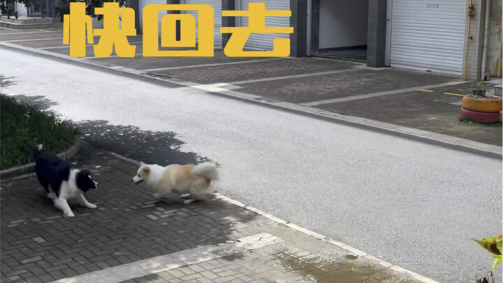 Perbedaan antara Border Collie dan anjing lain: Sulit untuk Tertipu Lagi