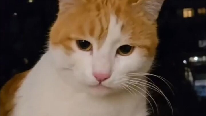 Cats just want to fight