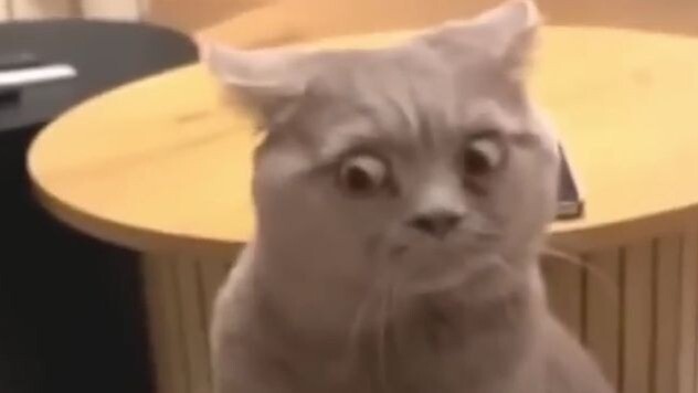 Cat lovers and cat haters both fell silent after watching this.