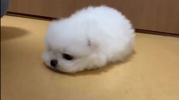 Lima jenis anjing kecil yang lucu, tidak menggigit, dan suka menempel, sangat cocok dipelihara oleh 