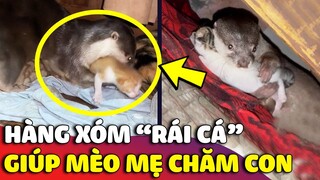 Cô hàng xóm RÁI CÁ rảnh rỗi chăm luôn MÈO CON hộ mèo mẹ cho bớt áp lực 😂 | Gâu Đần