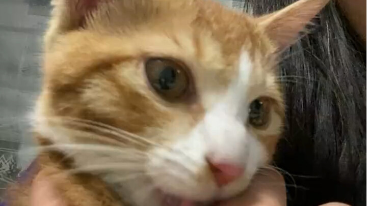 القط يمتص الناس.. هذه اللقمة جاءت على حين غرة!