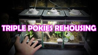 Triple Pokies Rehousing | Vlog#16