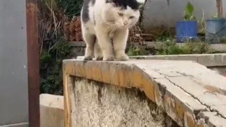 Kecemburuan membuat kucing meninggalkan sikap angkuh dan harga dirinya